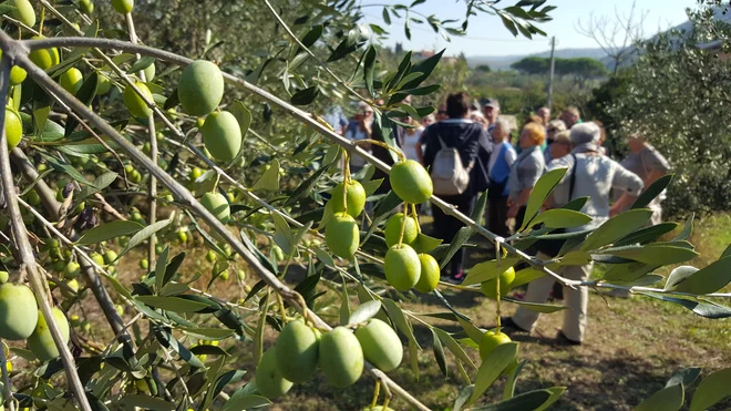 V Sloveniji je okoli 4000 oljkarjev, večina oljčnikov je v Istri.<br />
Foto Boris Šuligoj