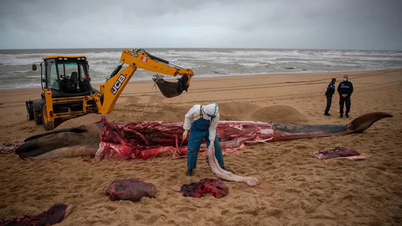 Fotografija: Moški reže trup kita, nasedlega na plaži v Les Sables-d'Olonne, na zahodu Francije. FOTO: Loic Venance/Afp