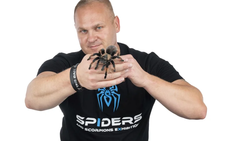 Fotografija: Sašo Čotar z mehiškim ptičjim pajkom Brachypelma emilia, ki je primeren za rokovanje. FOTO: Andraž Muljavec/Fotomorgana