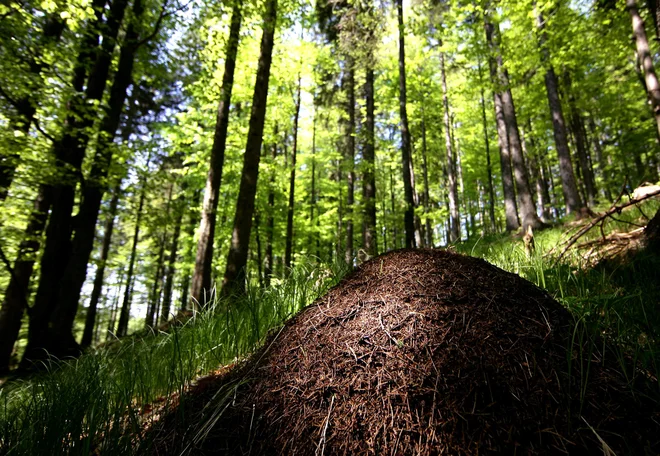 Po orjaških gozdnih mravljiščih se lahko prepričamo, da se v tukajšnjih gozdovih res diha svež in čist zrak. FOTO: Roman Šipić/Delo