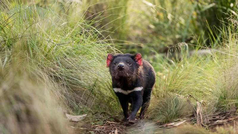 Fotografija: Tasmanski vrag se znova sprehaja po divjini v celinski Avstraliji. FOTO: Aussie Ark, AFP