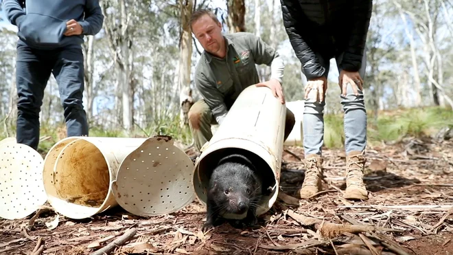 FOTO: Aussie Ark, Reuters