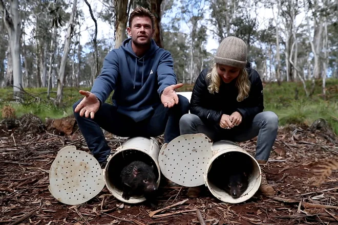 Avstralska igralca Chris Hemsworth in Elsa Pataky sta organizaciji pomagala pri izpustitivi vragov v narodni park severno od Sydneyja. FOTO: Aussie Ark, AFP