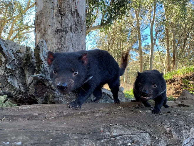 Organizacija Aussie Ark skuša na celino znova naseliti tasmanske vrage, ki so ogroženi tudi zaradi smrtnonosnega obraznega raka. FOTO: Aussie Ark, Reuters