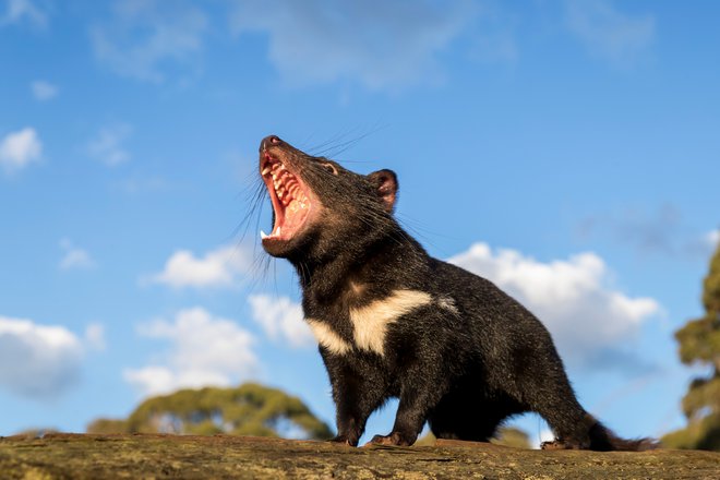 Tasmanski vragi bi znova lahko osvojili nekoč svoje ozemlje v Avstraliji. FOTO: Aussie Ark, Reuters