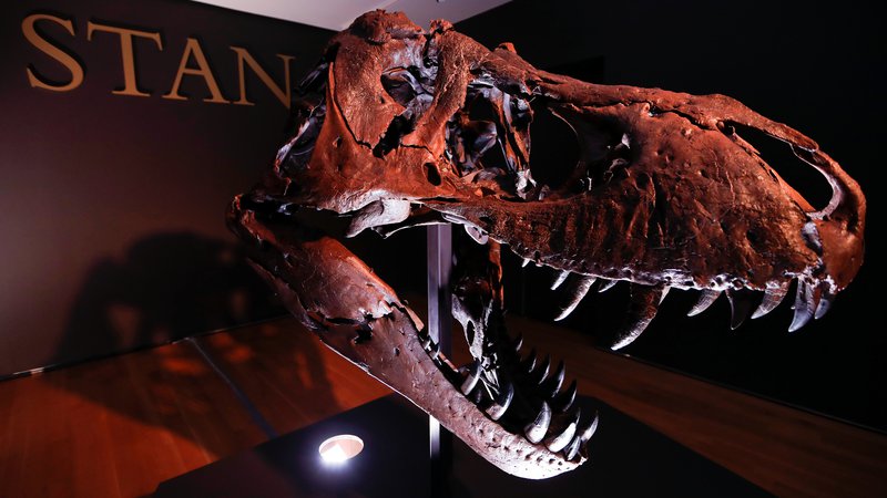 Fotografija: Glava 67 milijonov let starega okostja tiranozavra rexa
FOTO: Mike Segar/Reuters