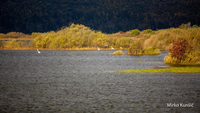 FOTO: Mirko Kunšič/Delo