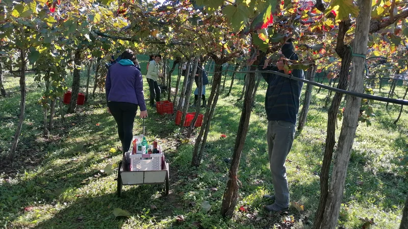 Fotografija: Non stop strežba trgačem FOTO: Brane Maselj