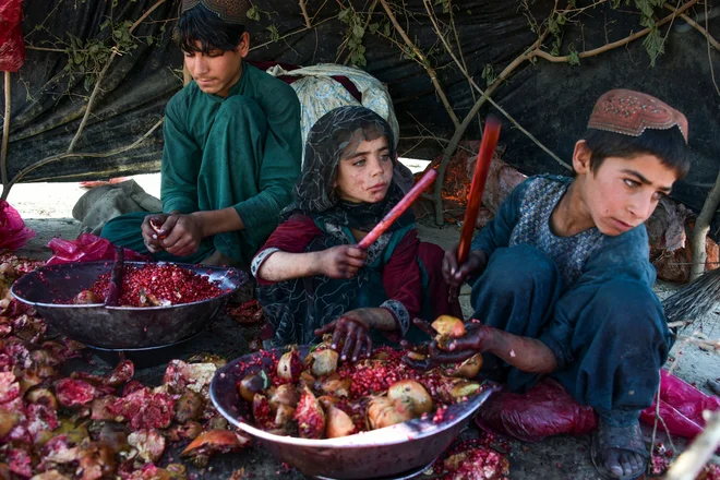 Otroci lupijo granatna jabolka na polju v Kandaharju. FOTO: Javed Tanveer/Afp