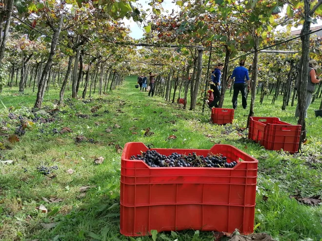 V vinogradu FOTO: Brane Maselj