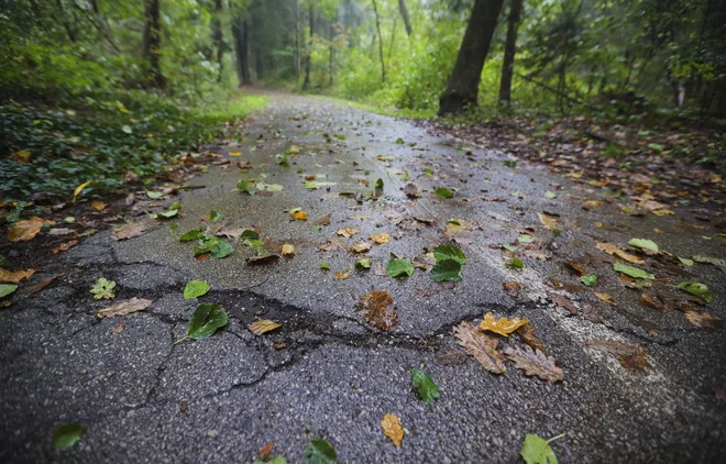 Kolesarska steza je na več mestih razpokana in nagubana. FOTO: Jože Suhadolnik/Delo