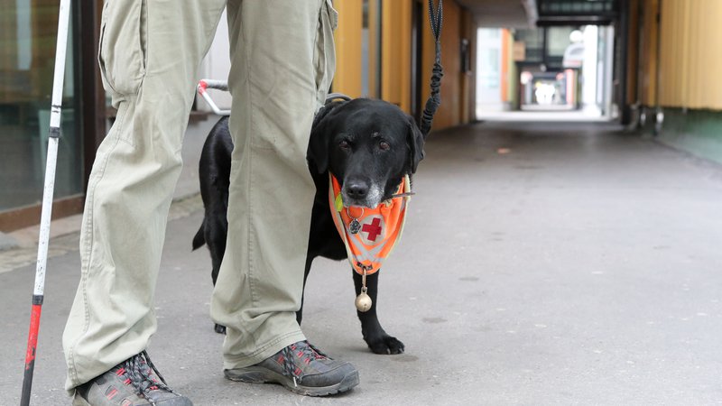 Fotografija: Palica in pes v pomoč slepim. FOTO: Marko Feist/Slovenske novice