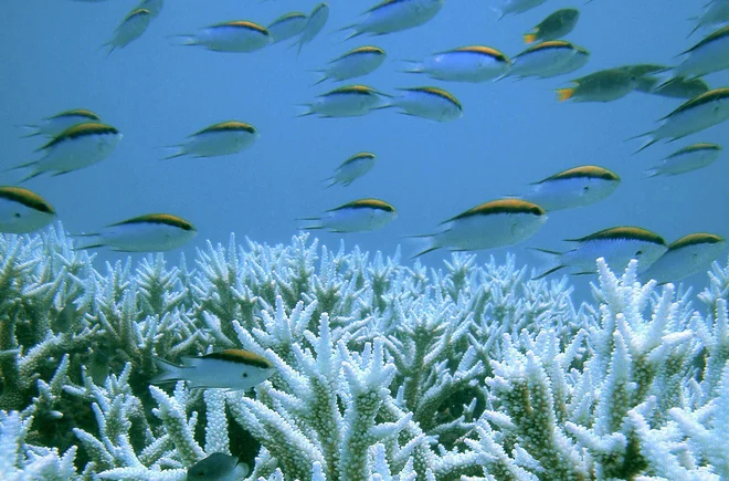 Proces beljenja je zaradi podnebnih sprememb čedalje bolj razširjen. FOTO: Centre for Marine Studies, The University of Queensland/Ove Hoegh-Guldberg/Reuters