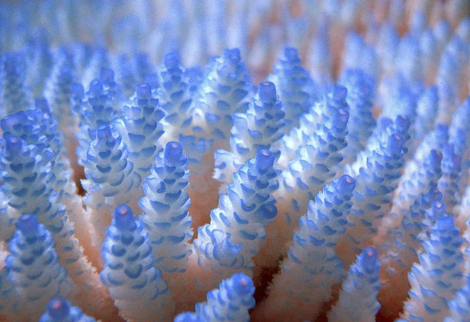 Koralnim grebenom se po mnenju znanstvenikov ne piše dobro. FOTO: Centre for Marine Studies, The University of Queensland/Ove Hoegh-Guldberg/Reuters