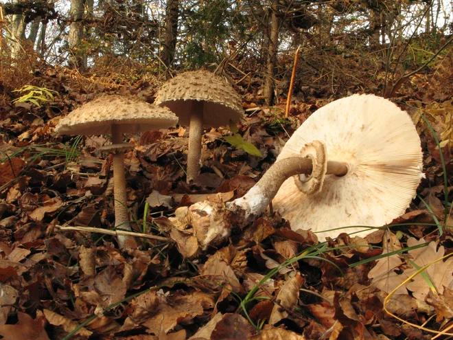 Dežnikarice, med njimi orjaški dežnik, so znanilke rasti drugih gob. FOTO: Stane Kaiser