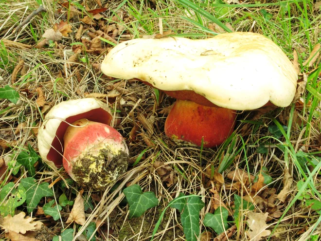 Vražji goban si ime zasluži že zato, ker je strupen. FOTO: Stane Kaiser