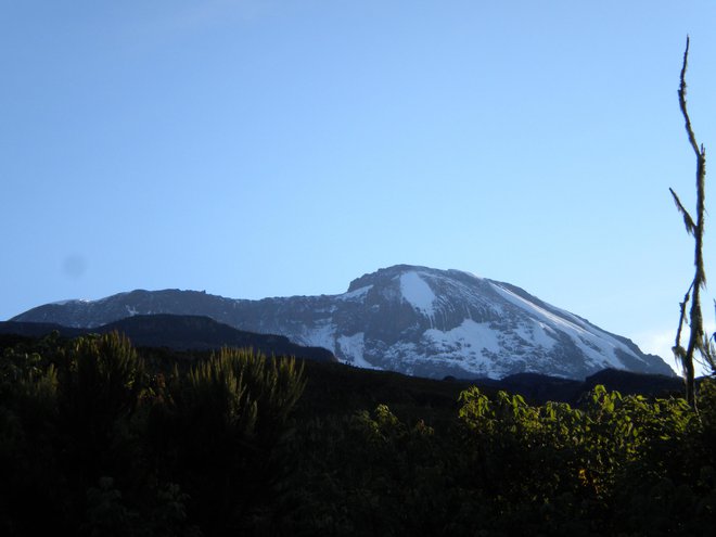 Ob sončnem vzhodu se zlato zasvetijo beli prameni Kilimandžara