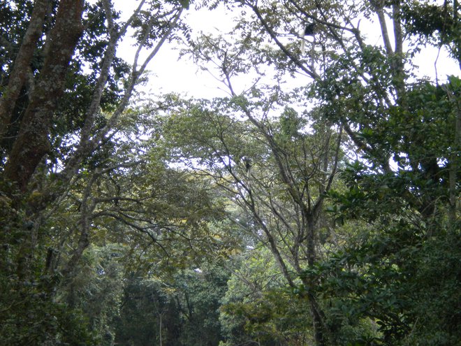 V senci dreves, obloženih z velikimi zavesami mahu in lišajev, med katerimi se spreletajo pisane jate ptic in preganjajo belo-črne opice