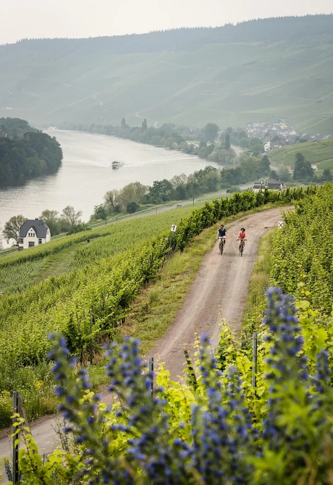 Bernkastel-Kues, kolesarjenje v vinorodnem okolišu Mozele © DZT Foto Günter Standl Www.guenterstandl.de