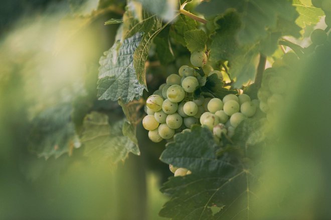 Freyburg grozdje, vinorodni okoliš Saale-Unstrut © DZT Foto Felix Meyer