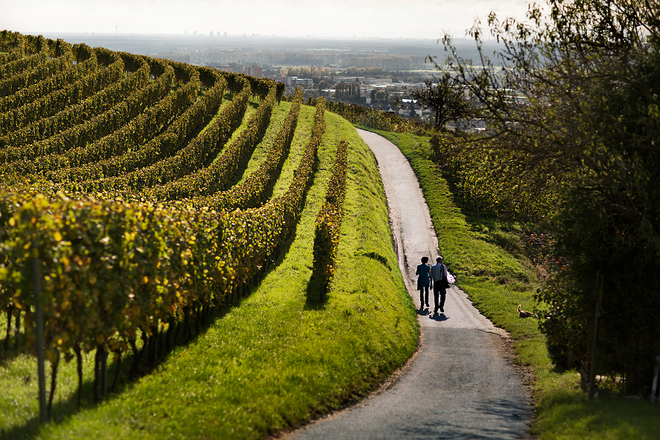 Bensheim-Auerbach v vinorodnem okolišu Hessische Bergstraße © DZT Foto Deutsches Weininstitut