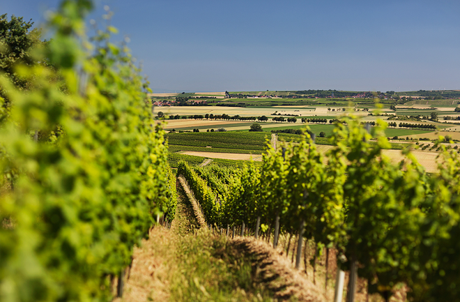 Gau-Odernheim, vinorodna dežela Rheinhessen © DZT Foto Deutsches Weininstitut