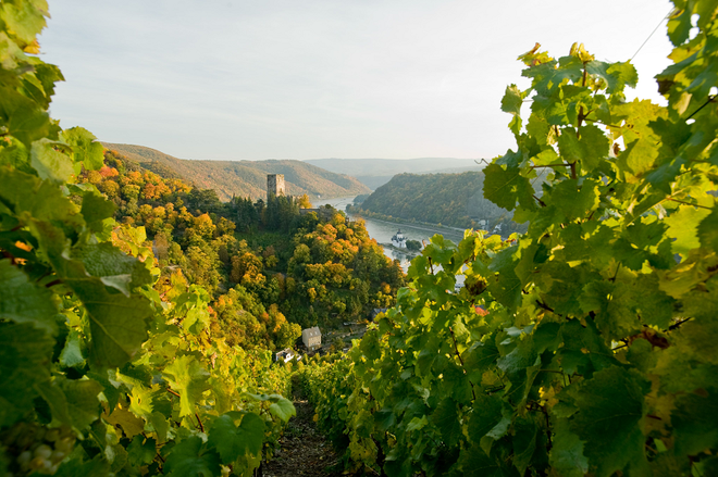 Rheinsteig, pogled na grad Pfalzgrafenstein © DZT Foto Dominik Ketz