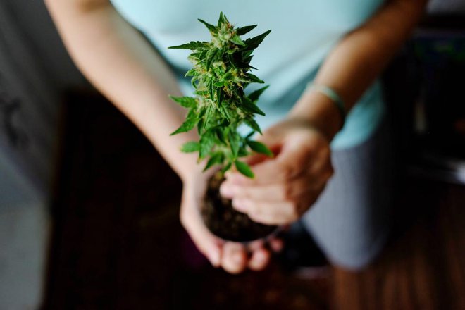 Marihuano lahko poskusite uporabljati samo ob določenih dneh v tednu, na primer ob vikendih. FOTO: Shutterstock