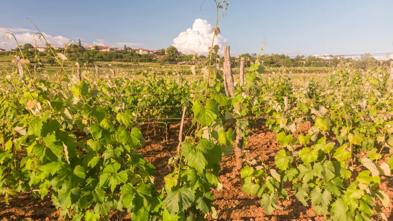 Fotografija: Tudi Obalno-kraška regija je presegla mejo okužb. FOTO: Marko Feist/Delo