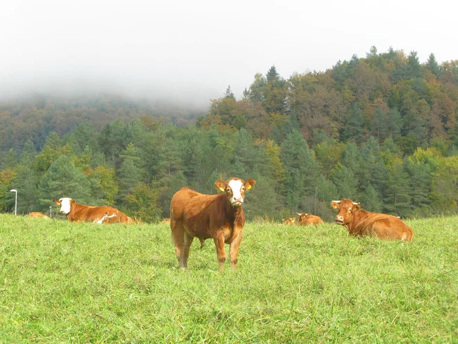 Rjavka je očitno vajena vsega hudega - na dveh in štirih kolesih. FOTO: Polona Malovrh/Delo