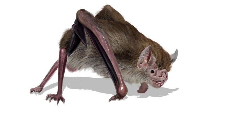 Fotografija: Vampirski netopir (Desmodus rotundus) FOTO: Shutterstock