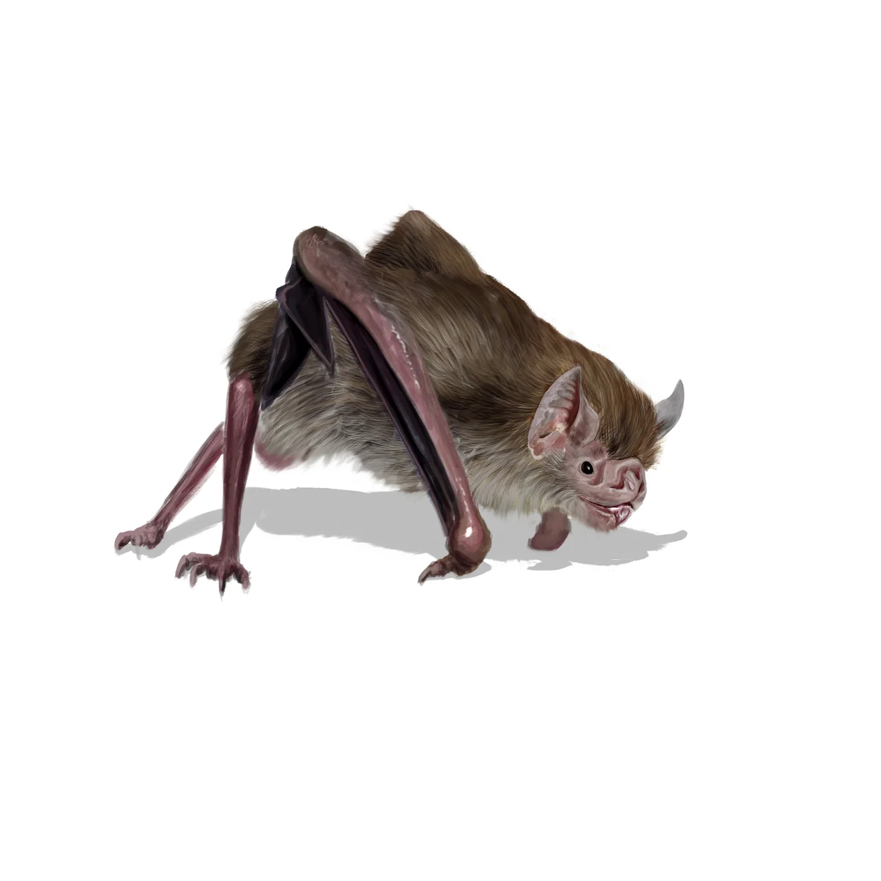 Fotografija: Vampirski netopir (Desmodus rotundus) FOTO: Shutterstock