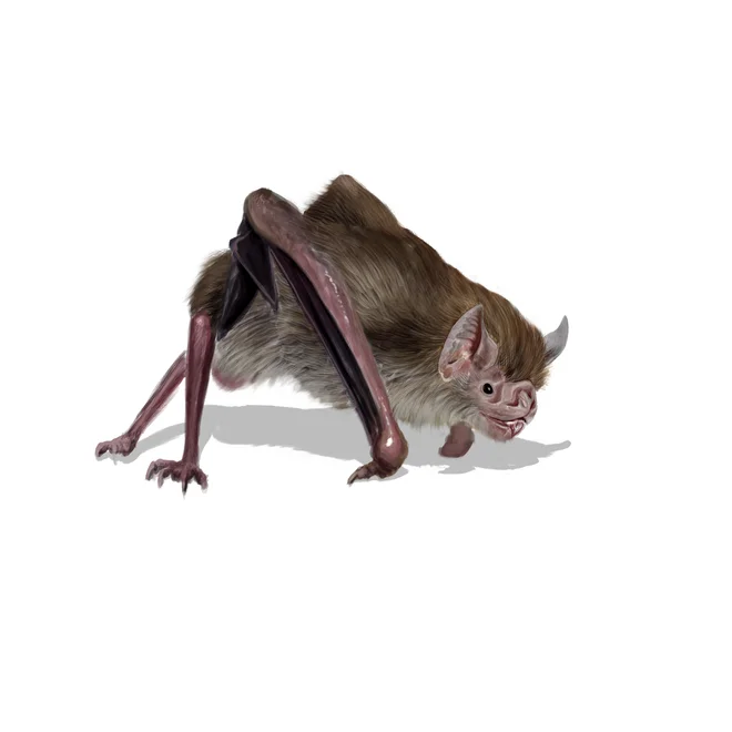 Vampirski netopir <em>(Desmodus rotundus)</em> FOTO: Shutterstock