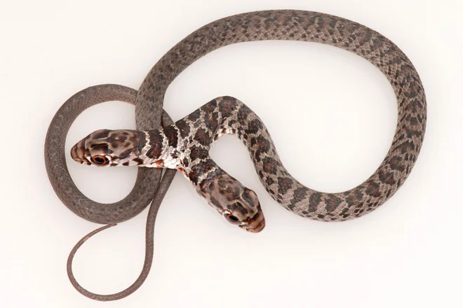 Fotografija Inštituta za raziskave rib in divjih živali (FWC), prikazuje dvoglavo južno črno dirkaško kačo (Coluber constrictor), ki jo je Kay Rogers našel v Palm Harborju. &raquo;Kače z dvema glavama verjetno ne preživijo v naravi, saj oba možgana sprejemata različne odločitve, ki zavirajo sposobnost prehranjevanja plenilcev ali bega pred njimi,&laquo; je objavil raziskovalni inštitut. FOTO: Jonathan Mays/Afp<br />
&nbsp;