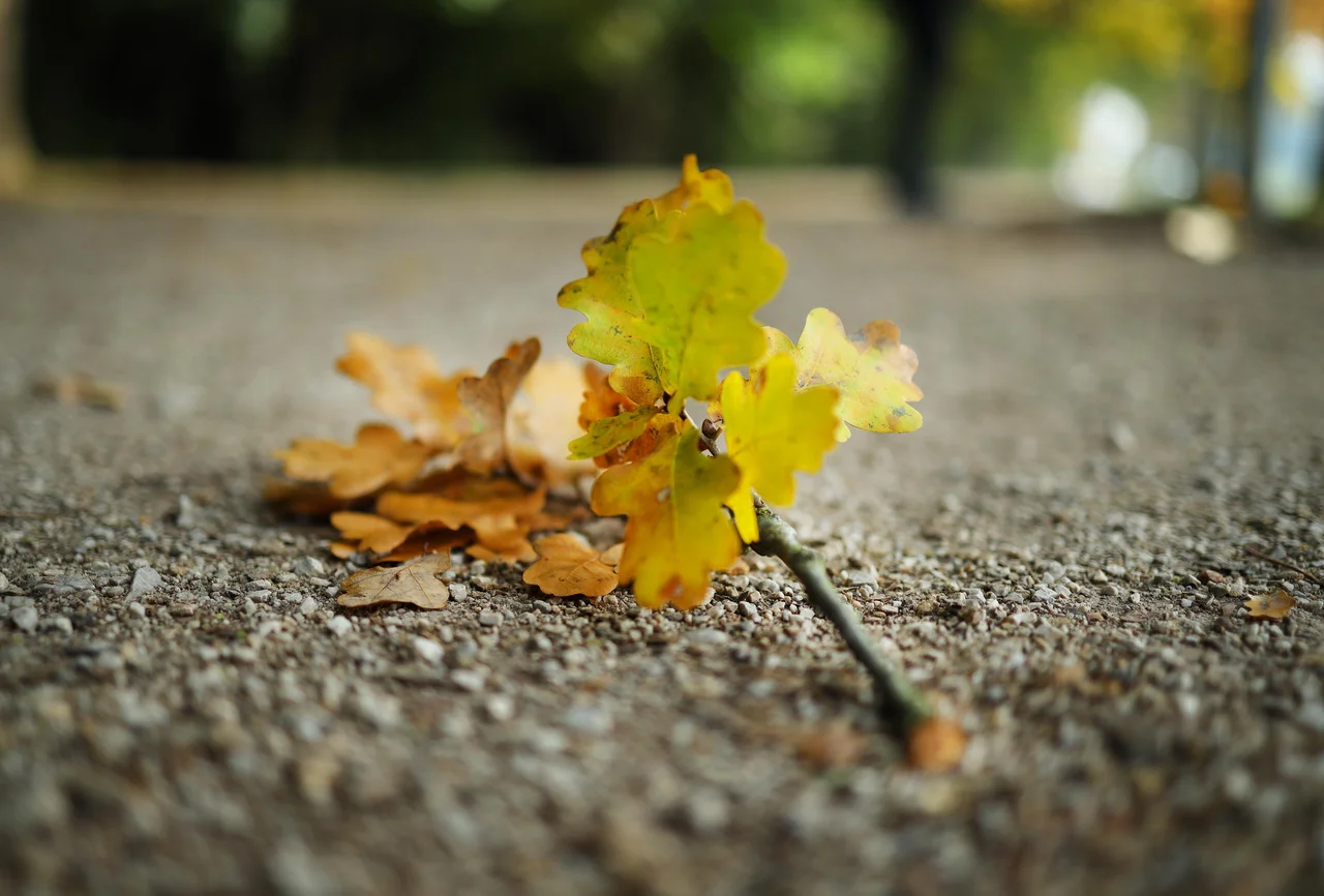 Fotografija: Jesen spominja na stare ljudi. FOTO: Jože Suhadolnik/Delo
