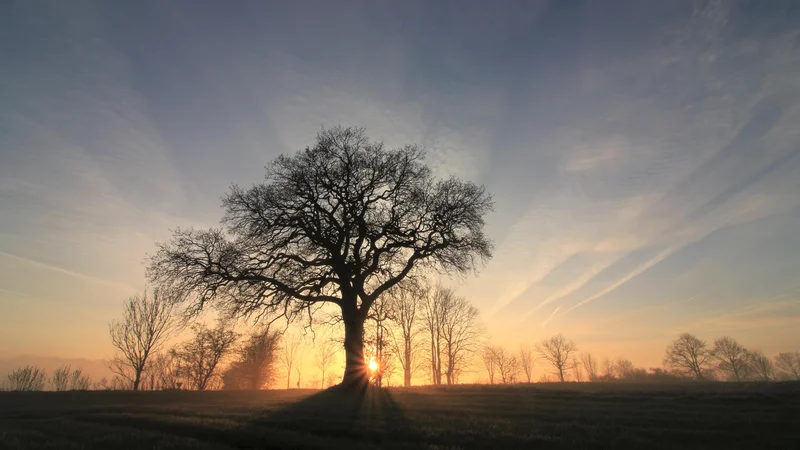 Fotografija: Po smrti živi kot drevo. FOTO: Shutterstock