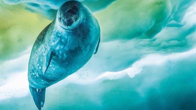 Sedem svetov - en planet: Antarktika Foto Tv SLO