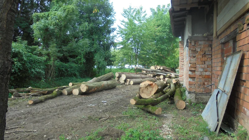 Fotografija: Mogočna debla, nekatera skoraj meter v premeru, zdaj razsekana čakajo na nadaljnjo usodo (slika je simbolna). Foto Janez Petkovšek/Delo