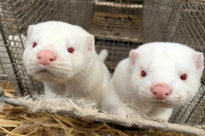 Krzno niti kilograma težke živalce je eno najdragocenejših na svetu, zato jih gojijo v milijonih, poleg na Danskem največ na Kitajskem, Nizozemskem in Poljskem. FOTO:Jacob Gronholt-Pedersen/Reuters
