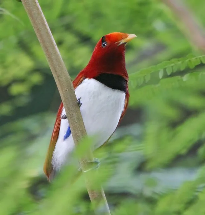 <em>Cicinnurus regius.</em> FOTO: Doug Janson/WIkipedia