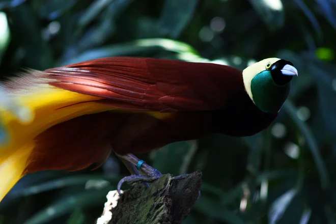 <em>Paradisaea apoda. </em>FOTO: Andrea Lawardi/Wikipedia
