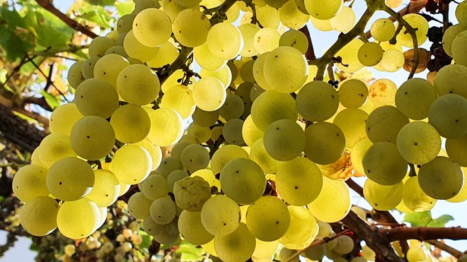 Slovenski vinogradniki naj bi po podatkih statističnega urada letos pridelali 106.150 ton grozdja. Belega naj bi se nabralo 75.290, rdečega pa 30.852 ton. FOTO: Marko Feist/Delo