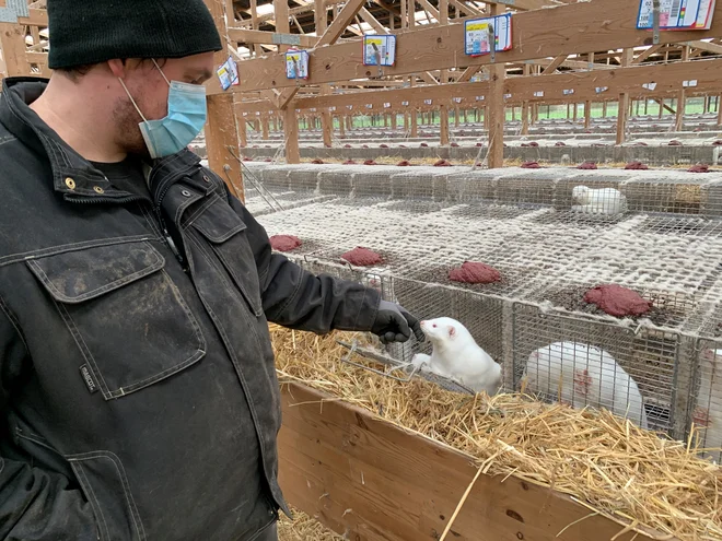 Na Danskem je več kot tisoč farm, na katerih gojijo minke zaradi krzna, virus pa so odkrili na nekaj več kot 200 farmah. Foto Jacob Gronholt-Pedersen Reuters