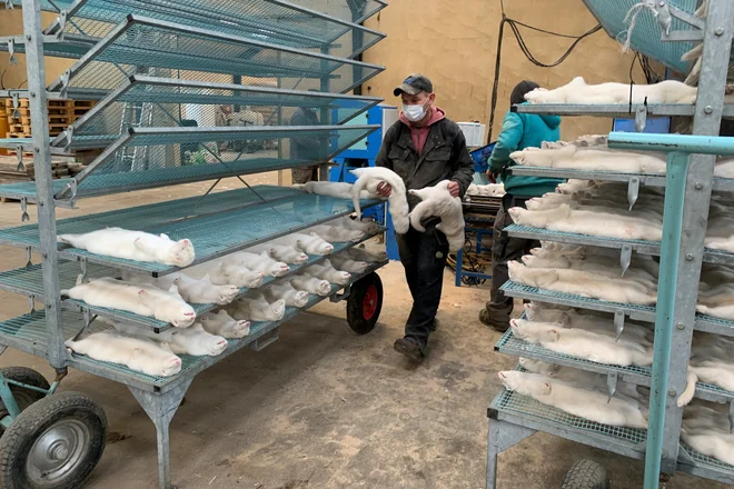 Na Danskem bodo pobili &ndash; ali pa so jih že &ndash; 17 milijonov minkov zaradi suma, da se je pri njih razvila mutacija novega koronavirusa. Foto Jacob Gronholt-Pedersen/Reuters