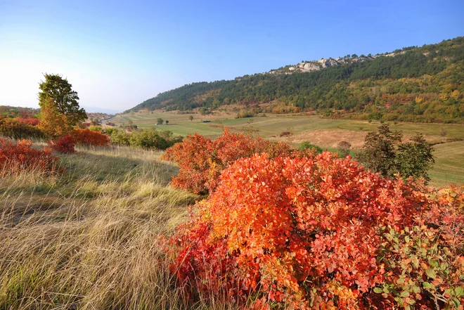 V jesenskem času je med hojo mogoče občudovati žareče oranžno-rdeče odtenke ruja, grmičevja, tipičnega za Kras in Istro. FOTO: Ubald Trnkoczy/Mestna občina Koper