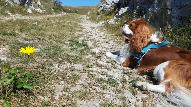 Po poti le redko srečamo kakšno živo dušo. FOTO: Denis Paliska