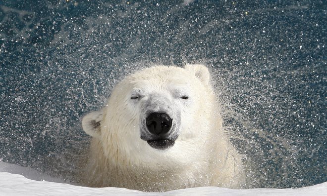 Za nas in za polarne medvede vse slabše novice. FOTO: REUTERS Pictures