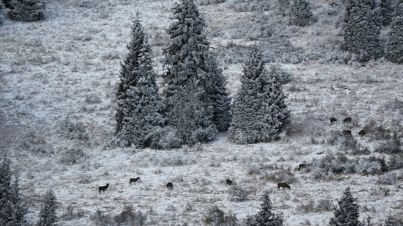 Fotografija: Divji jeleni se pasejo v narodnem parku Ile-Alatau v Kazahstanu. FOTO: Pavel Mikheyev/Reuters