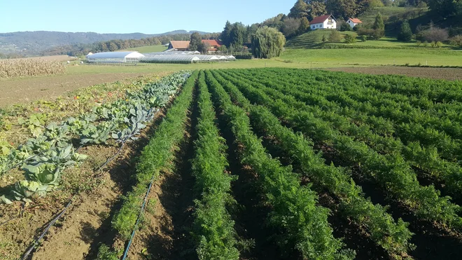 Zvone Černelič: Če bi bil minister, bi sredstva za industrijsko živinorejo preusmeril v rastlinsko pridelavo. FOTO: Zvone Černelič