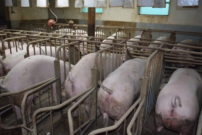 Prašičerejci bodo zaradi upada povpraševanja po svinjini dobili  pomoč. FOTO: Bakal Oste